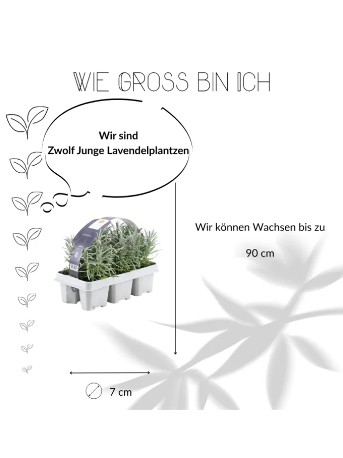 48 blaue Lavendelpflanzen winterhart