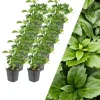 12 Dickmannskraut pflanzen  Pachysandra terminalis