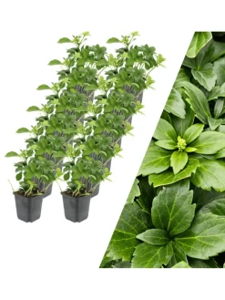 12 Dickmannskraut pflanzen  Pachysandra terminalis