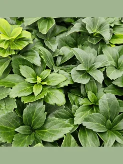 12 Dickmannskraut pflanzen  Pachysandra terminalis