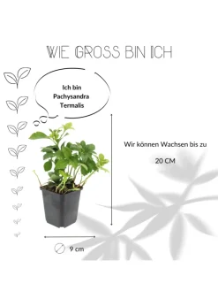 12 Dickmannskraut pflanzen  Pachysandra terminalis