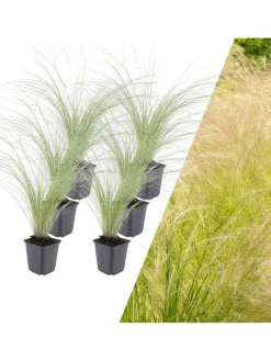 6 Federgraspflanzen  Stipa tenuissima 'Ponytails'