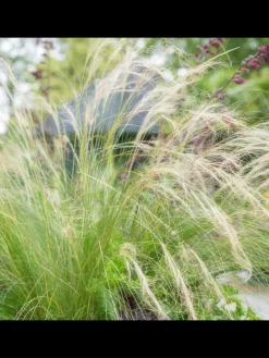 6 Federgraspflanzen  Stipa tenuissima 'Ponytails'