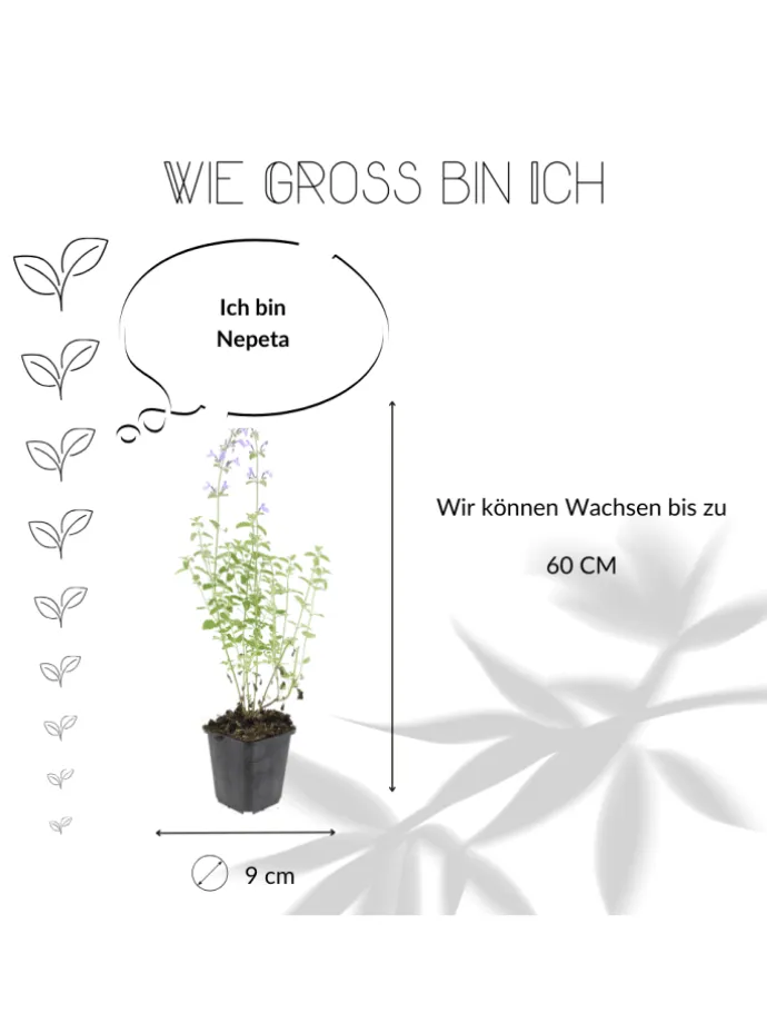 6 Katzenminze-Pflanzen Nepeta 'Walker's Low'