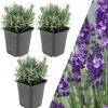 3 Lavendelpflanzen  Lavandula angustifolia 'Hidcote'