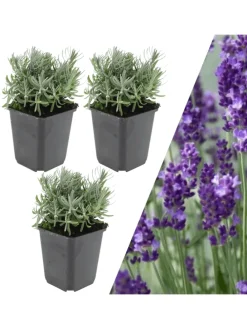 3 Lavendelpflanzen  Lavandula angustifolia 'Hidcote'