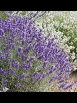 3 Lavendelpflanzen  Lavandula angustifolia 'Hidcote'