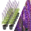 12 Salbei pflanzen  Salvia nemorosa 'Ostfriesland'