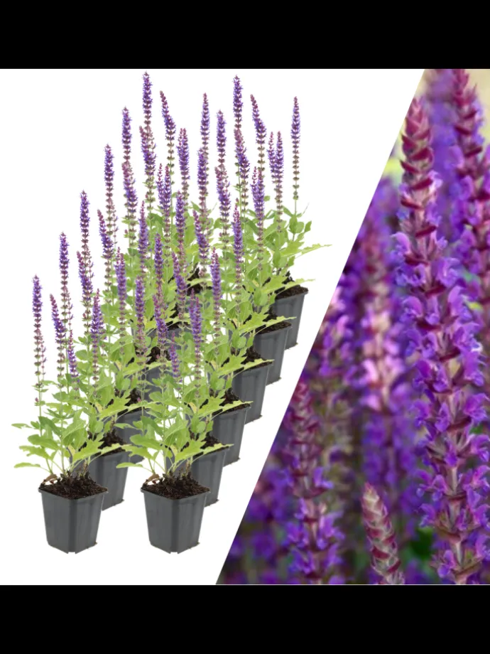 12 Salbei pflanzen Salvia nemorosa 'Ostfriesland'