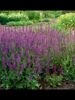 12 Salbei pflanzen  Salvia nemorosa 'Ostfriesland'