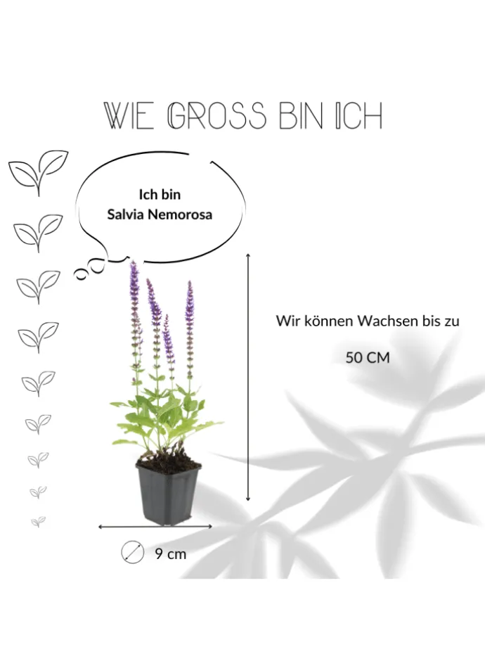 12 Salbei pflanzen Salvia nemorosa 'Ostfriesland'