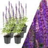 6 Salbei pflanzen  Salvia nemorosa 'Ostfriesland'
