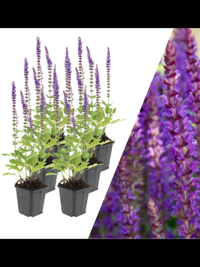 6 Salbei pflanzen Salvia nemorosa 'Ostfriesland'