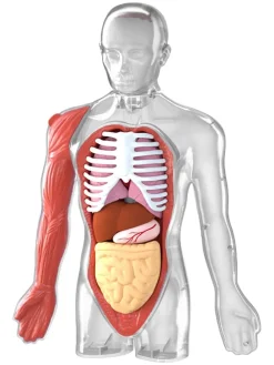 Anatomiemodell