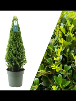 Echte Stechpalme pyramidenförmig  1x Ilex crenata 'Jenny' pyramidenförmig