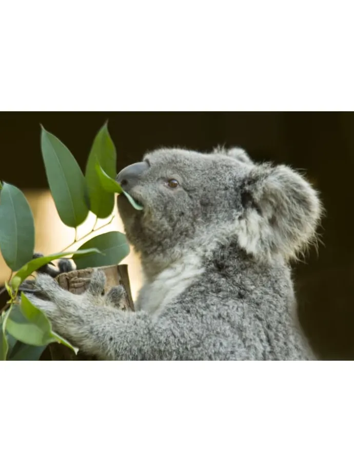 2er-Set: Eucalyptus gunnii Azura am Stamm