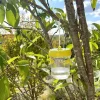 2er-Set: Insektenfalle in Transparent/ Gelb