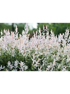 2er-Set: Salix integra