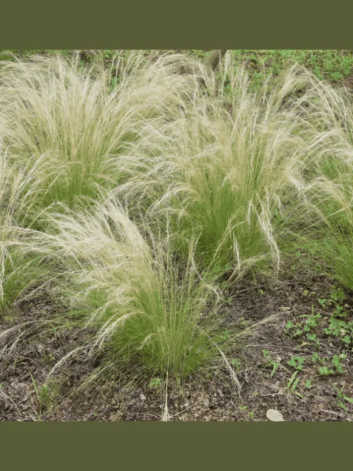 8er-Set: Stipa Zwerg-Federgras