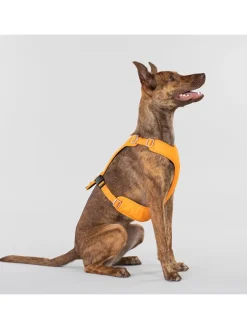Hundegeschirr in Orange