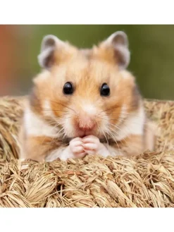 5-tlg. Hamsterzubehör in Natur