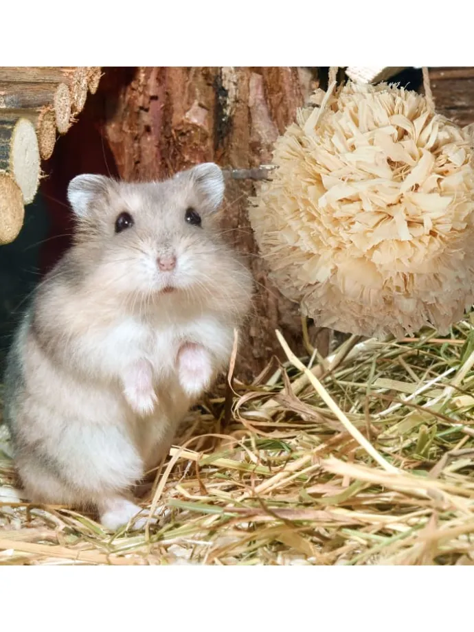 5-tlg. Hamsterzubehör Set in Natur