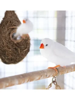Vogelnest