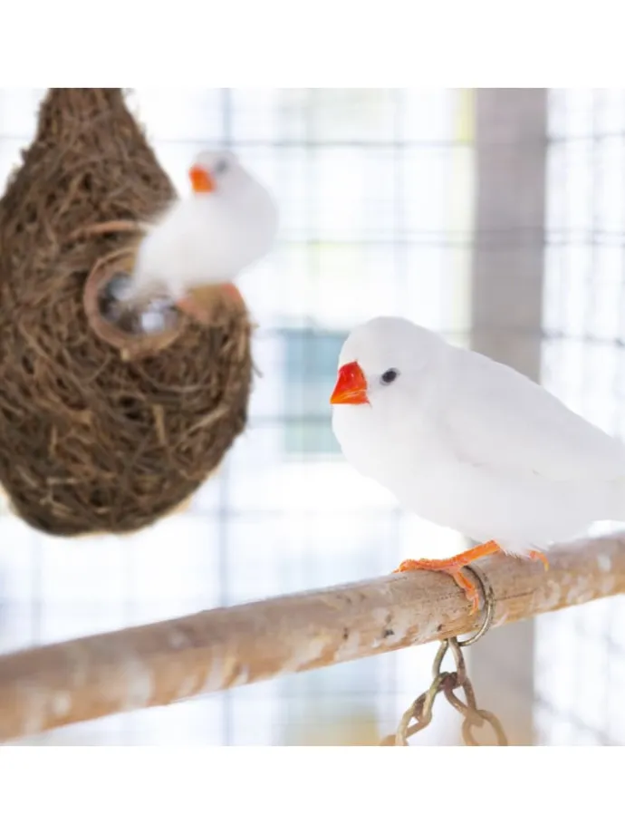 Vogelnest "Tropfen" in Natur
