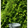 Vogeltränke in Grau - (B)23 x (H)56 x (T)21 cm
